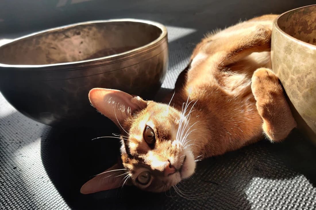 Les Chats, Chiens et Animaux peuvent-ils profiter du Bol Tibétain ?