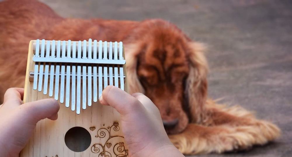 A kalimba player and his dog