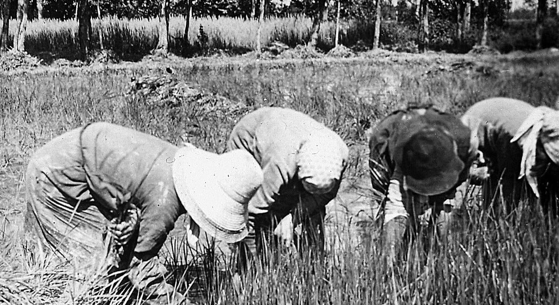 Mondina working in a rice field