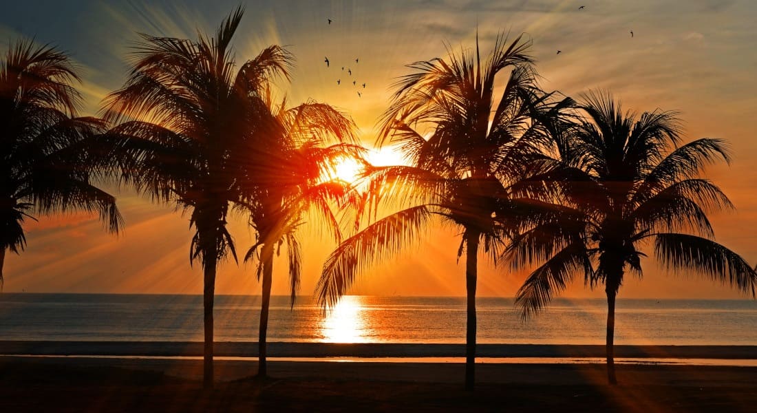 A sunset with palm trees